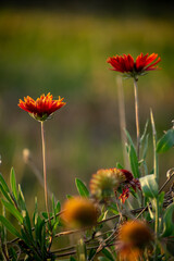 orange flower in the garden