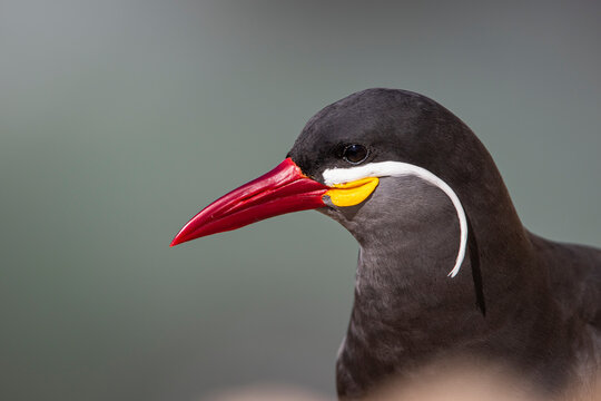 Gaviot&iacute;n zarcillo