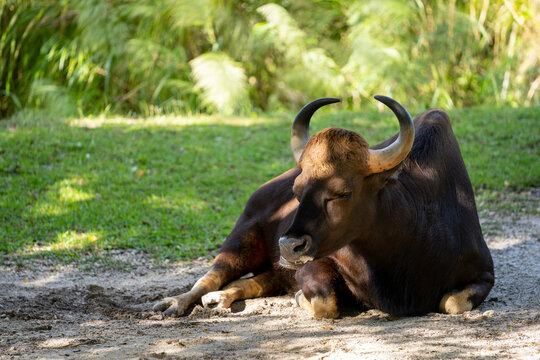 Indian Gaur laying resting pose in shade wildlife photography