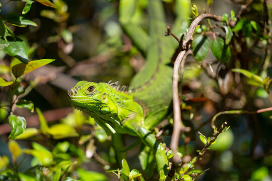 Iguana posing for photo wildlife photography