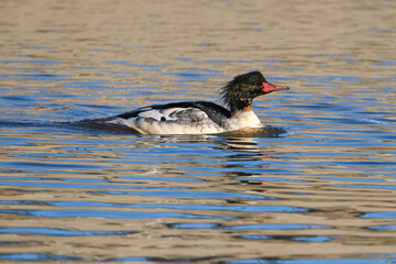 Female Goosander, AKA Common Merganser (Mergus merganser) swimming on a pond with blue ripples