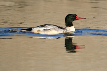 Male Goosander, AKA Common Merganser (Mergus merganser) swimming on a pond with head reflection on water