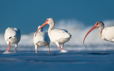 white stork on the beach