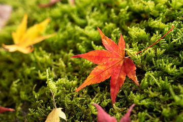 Japanese red leaves falling on the moss