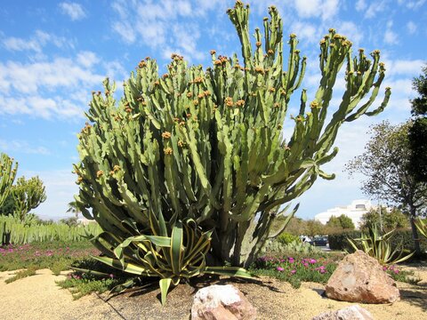 huge cactus in flower