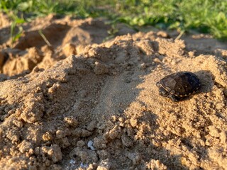 beetle on the ground