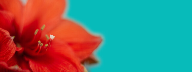 Red amaryllis close up on turquoise background. Shallow depth of field with soft focus. Banner for website.