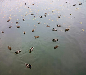 ducks on the river