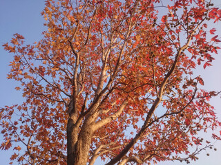 Fototapeta premium autumn tree against sky