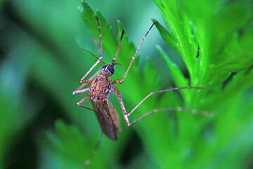 mosquitoes insect on green leaves, North China