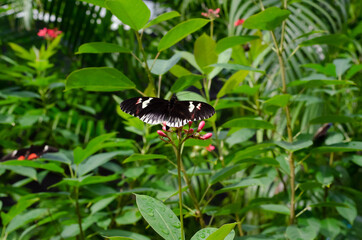 black and pink butterfly outside