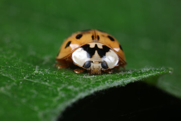 ladybug on green leaves, North China