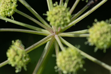 Nature Abstract: Intricate Stem Network of A Sprouting Wild Flower