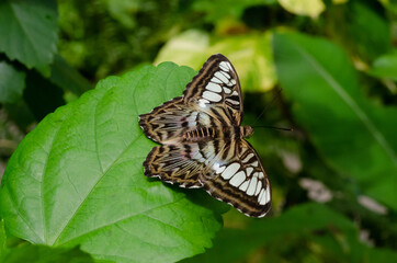 butterfly on leave outside