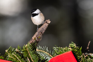 Carolina Chickadee Playing with a Merry Christmas Wreath