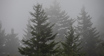 Fototapeta na wymiar Motionless Forest Enveloped in the Silent Mountain Fog