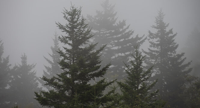 Motionless Forest Enveloped in the Silent Mountain Fog © rck