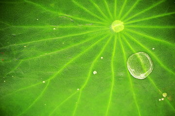 Fresh lotus leaves with very clear veins
