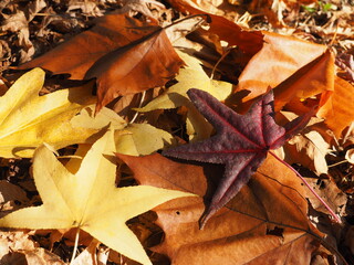 Fallen leaves background