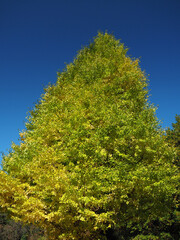 Autumn ginkgo tree against blue sky