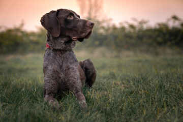 Leżący wyżeł niemiecki krótkowłosy © nitka_zaplatana