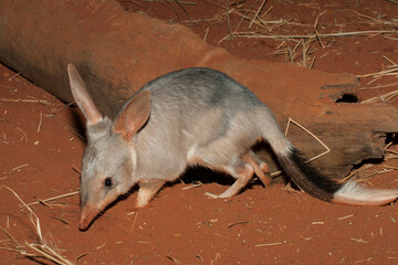 Captive Bilby on red soil