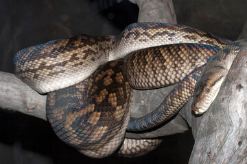 Australian Scrub or Amethystine Python
