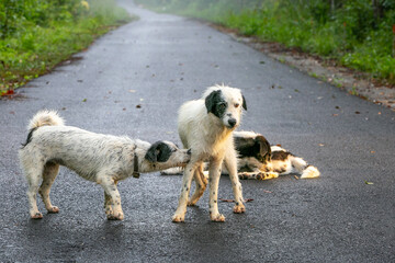 two dogs playing in the park