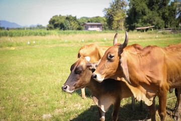 Cows parents and children live together happily.