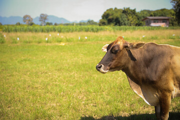 Happy calf Among the green fields