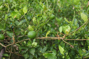 The lemon tree is producing people.