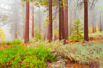 Fog fills a  fall meadow and leads through a forest near the Big Bear Lake area.