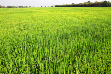 landscape of green rice plantation field