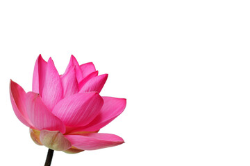 blooming lotus flower isolated on white background