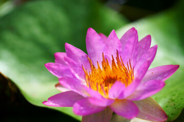 close up of beautiful lotus flower