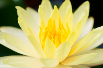 blooming yellow lotus flower