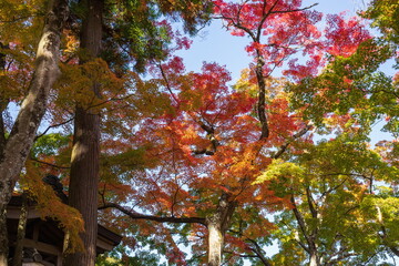 Autumn leaves and temple gate at japanese temple Okuboji , Sanuki city, Kagawa, Shikoku, Japan