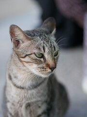 Potrait of cat. Cat looking at camera