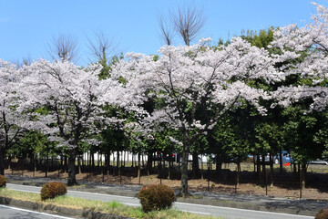 Cherry flowers blossom beside road