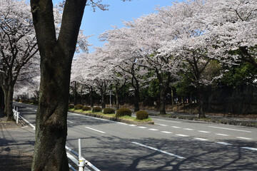 Cherry flowers blossom beside road