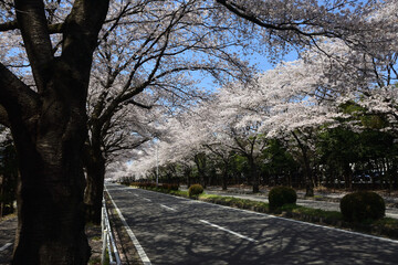 Cherry flowers blossom beside road