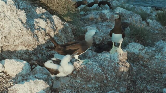 Bobo birds 1