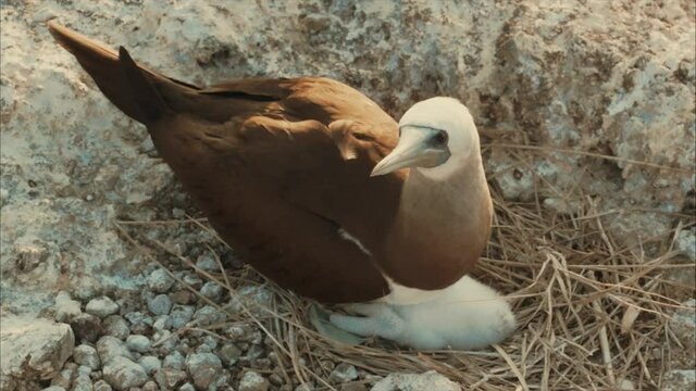 Bobo birds