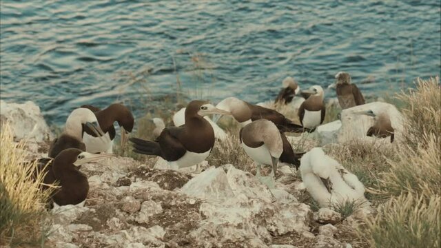 Bobo birds