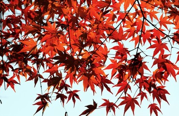 もみじの紅葉