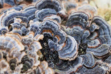 Close up on day blue-grey and copper color Turkey Tail growing on a tree. 