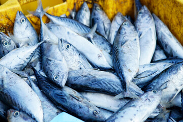 Obraz premium fish freshly caught