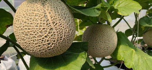 melon on a tree