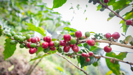 Photograph of a coffee crop with green and ripe grain in Sevilla Valle del Cauca Colombia