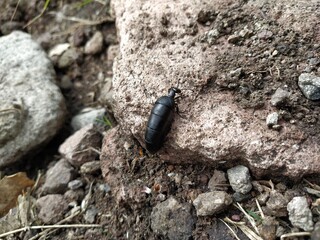 escarabajo insecto 